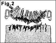 Figura 2