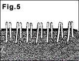 Figura 5